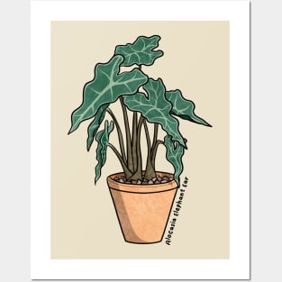 Alocasia Elephant Ear Posters and Art